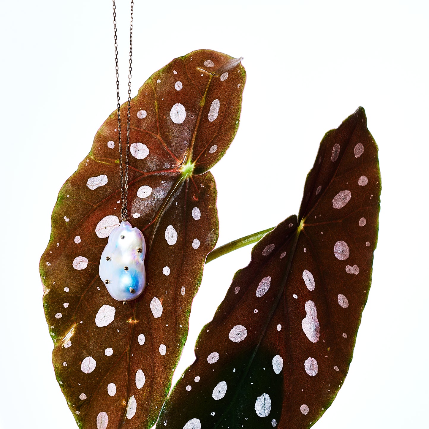 steuben|Made from MORINAGA Ltd.